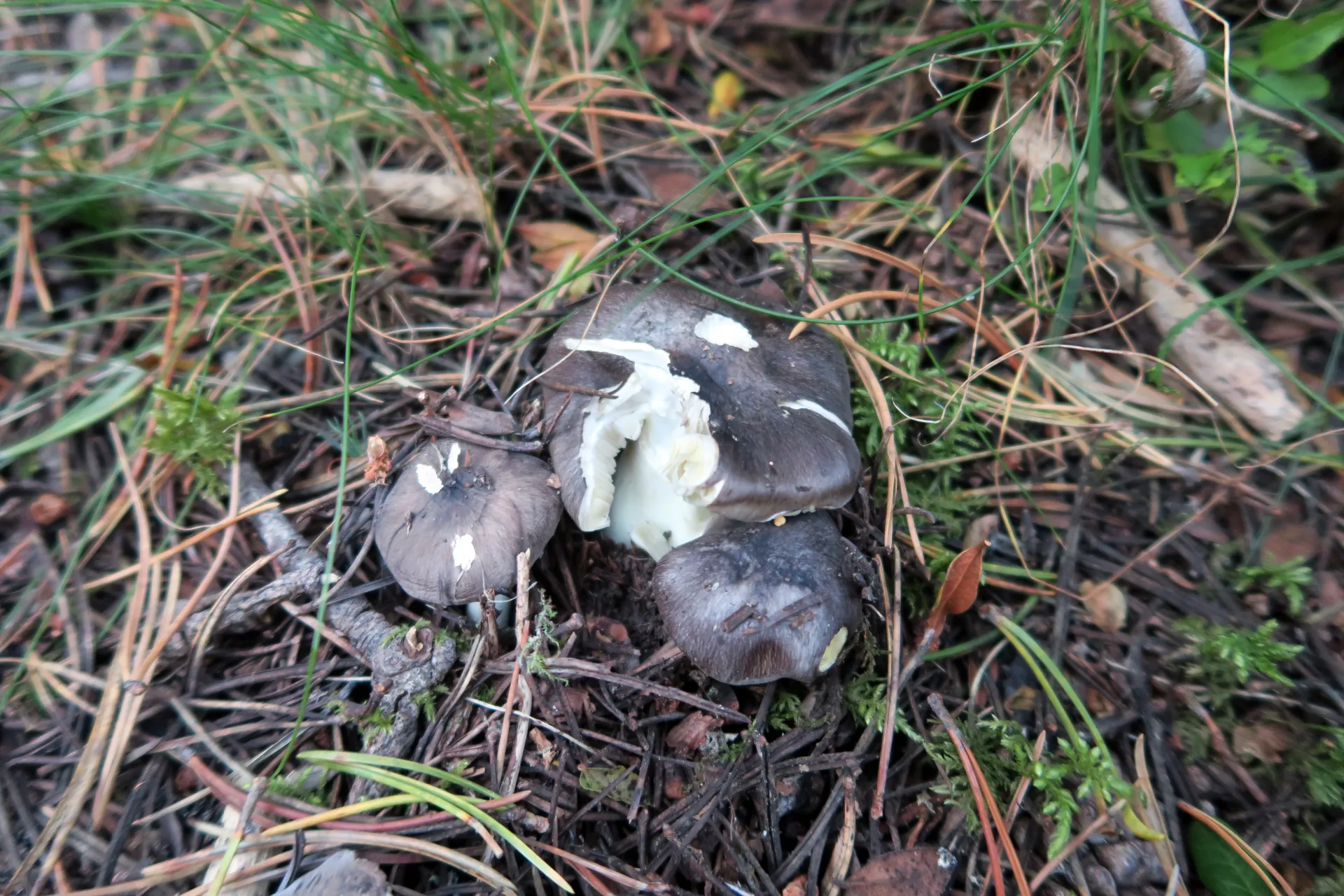 Tricholoma portentosum - 1